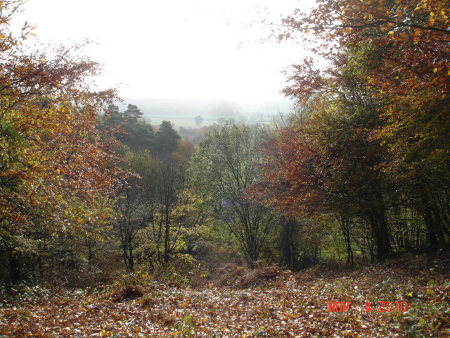 Deepdene Terrace Looking South - Nov 2010